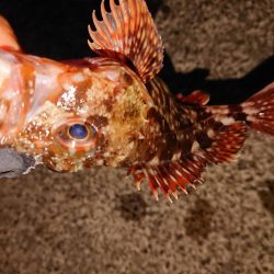 今日もガッシーのみ